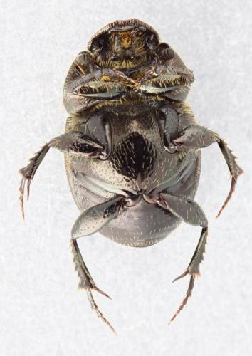 Réf. 340 253 : Onthophagus similis